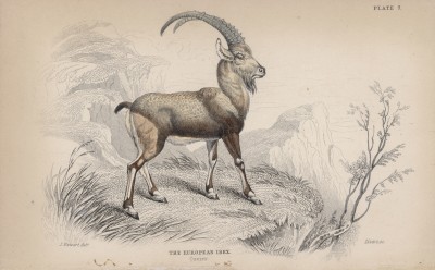 Козерог, или альпийский горный козёл (Capra ibex (лат.)) (лист 7 тома X "Библиотеки натуралиста" Вильяма Жардина, изданного в Эдинбурге в 1843 году)