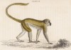 Зелёная обезьяна, или Cercocebus Sebaeus (лат.) из Восточной Африки (лист 13 тома II "Библиотеки натуралиста" Вильяма Жардина, изданного в Эдинбурге в 1833 году)