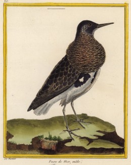 Птица-драчун (турухтан), мальчик (из Table des Planches Enluminées d'Histoire Naturelle de M. D'Aubenton (фр.). Утрехт. 1783 год (лист 305))