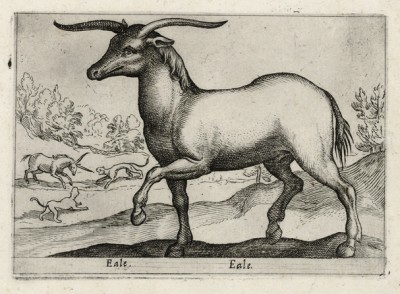 Eale (ст. ит.) -- лошадь с рогами (лист из альбома Nova raccolta de li animali piu curiosi del mondo disegnati et intagliati da Antonio Tempesta... Рим. 1651 год)
