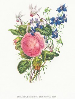 Цикламен, дельфиниум крупноцветковый и роза (лат. Cyclamen, Delphinium grandiflora, Rosa). Из альбома Fruits and Flowers. Лондон, 1955