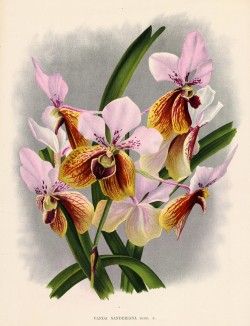 Орхидея VANDA SANDERIANA (лат.) (лист DXLVII Lindenia Iconographie des Orchidées - обширнейшей в истории иконографии орхидей. Брюссель, 1897)