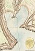 План порта Чигагова (Чикаго), лежащего в долготе 139'42'15" западной от Гренвича в широте 8'57'0" S". Склонение компаса 4'36'30" О. 1804 год.