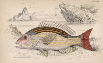 Луциан крапчатый, или проходной луциан (Mesoprion uninotatus (лат.)) (лист 24 XXIX тома "Библиотеки натуралиста" Вильяма Жардина, изданного в Эдинбурге в 1835 году