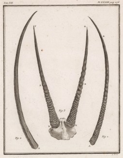Рога антилопы (лист XXXIII иллюстраций к двенадцатому тому знаменитой "Естественной истории" графа де Бюффона, изданному в Париже в 1764 году)