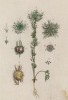 Нигелла, или чернушка посевная с семенами (Nigella aruensis (лат.)) (лист 558 "Гербария" Элизабет Блеквелл, изданного в Нюрнберге в 1760 году)