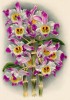 Орхидея DENDROBIUM WARDIANUM FASCINATOR (лат.) (лист DCCLXXII Lindenia Iconographie des Orchidées - обширнейшей в истории иконографии орхидей. Брюссель, 1901)