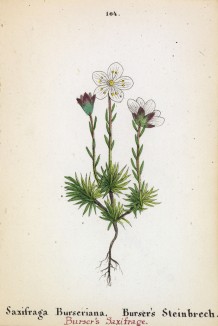 Камнеломка Бурсера (Saxifraga Burseriana (лат.)) (лист 164 известной работы Йозефа Карла Вебера "Растения Альп", изданной в Мюнхене в 1872 году)