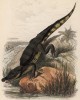 Аллигатор (иллюстрация к работе Ахилла Конта Musée d'histoire naturelle, изданной в Париже в 1854 году)