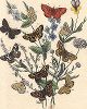Бабочки рода шашечниц. "Книга бабочек" Фридриха Берге, Штутгарт, 1870. 