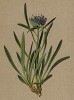 Кольник низкорослый (Phyteuma humile (лат.)) (из Atlas der Alpenflora. Дрезден. 1897 год. Том V. Лист 433)
