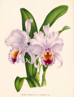 Орхидея CATTLEYA TRIANAE (лат.) (лист DLVI Lindenia Iconographie des Orchidées - обширнейшей в истории иконографии орхидей. Брюссель, 1897)