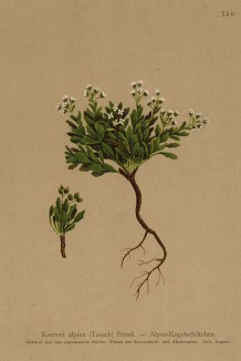Кернера альпийская (Kernera saxatilis (лат.)) (из Atlas der Alpenflora. Дрезден. 1897 год. Том II. Лист 150)