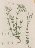 Пропускной лён (Linum catharticum (лат.)) (лист 368 "Гербария" Элизабет Блеквелл, изданного в Нюрнберге в 1757 году)
