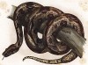 Самый обыкновенный удав (Boa constrictor (лат.)) (из Naturgeschichte der Amphibien in ihren Sämmtlichen hauptformen. Вена. 1864 год)