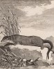 Канадская выдра (лист XXXVIII иллюстраций к шестому тому знаменитой "Естественной истории" графа де Бюффона, изданному в Париже в 1756 году)