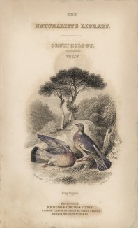 Титульный лист XIX тома "Библиотеки натуралиста" Вильяма Жардина, изданного в Эдинбурге в 1843 году и посвящённого Плинию Старшему (на миниатюре изображены два голубя)