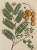 Тамаринд индийский (Tamarindus indica (лат.)), индийский финик — растение семейства бобовые (Fabaceae) (лист 201 из "Гербария" Элизабет Блеквелл, изданного в Нюрнберге в 1757 году)