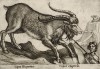 Коза горная испанская (лист из альбома Nova raccolta de li animali piu curiosi del mondo disegnati et intagliati da Antonio Tempesta... Рим. 1651 год)