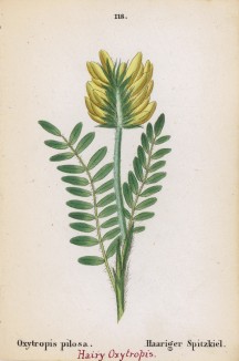 Остролодочник волосистый (Oxytropis pilosa (лат.)) (лист 118 известной работы Йозефа Карла Вебера "Растения Альп", изданной в Мюнхене в 1872 году)