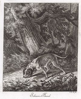 Легавая собака. Гравюра Иоганна Элиаса Ридингера из Entwurff Einiger Thiere ..., Аугсбург, 1738. 
