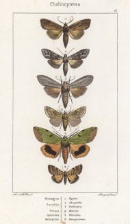 Некоторые бабочки родов Nonagria, Cucullia, Plusia, Ophiodes и Metoptira (лат.) (лист 73)
