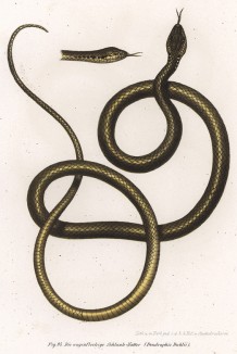 Ядовитая Dendrophis dahlii (лат.) (из Naturgeschichte der Amphibien in ihren Sämmtlichen hauptformen. Вена. 1864 год)