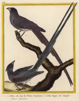Птицы-мыши из Южной Африки (из Table des Planches Enluminées d'Histoire Naturelle de M. D'Aubenton (фр.). Утрехт. 1783 год (лист 282))