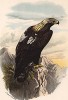 Великолепный беркут Aquila imperialis (лат.) в 1/4 натуральной величины (лист XXXV красивой работы Оскара фон Ризенталя "Хищные птицы Германии...", изданной в Касселе в 1894 году)