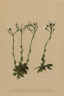 Арабис низкорослый (Arabis pumila Jacq. (лат.)) (из Atlas der Alpenflora. Дрезден. 1897 год. Том II. Лист 168)