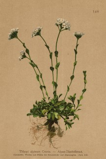 Ярутка альпийская (Thlaspi alpinum (лат.)) (из Atlas der Alpenflora. Дрезден. 1897 год. Том II. Лист 148)