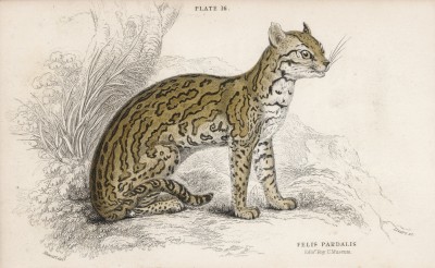 Оцелот (Felis Pardalis (лат.)) (лист 16 тома III "Библиотеки натуралиста" Вильяма Жардина, изданного в Эдинбурге в 1834 году)