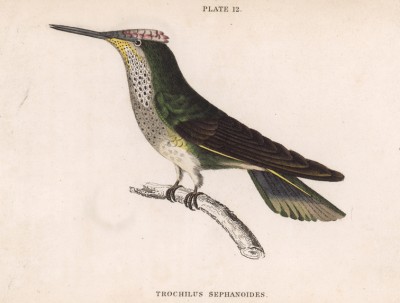 Единственная в мире птица, способная летать назад. Колибри Trochillus Sephanoides (лат.) (лист 12 тома XVII "Библиотеки натуралиста" Вильяма Жардина, изданного в Эдинбурге в 1833 году)