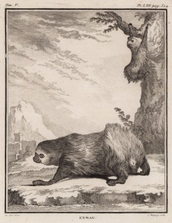 Ленивец (лист LXII иллюстраций к пятому тому знаменитой "Естественной истории" графа де Бюффона, изданному в Париже в 1755 году)
