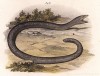 Сцинк Acontias meleagris (лат.) (из Naturgeschichte der Amphibien in ihren Sämmtlichen hauptformen. Вена. 1864 год)