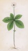 Седмичник европейский (Trientalis europaea (лат.)) (лист 330 известной работы Йозефа Карла Вебера "Растения Альп", изданной в Мюнхене в 1872 году)