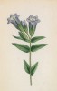 Горечавка туполистная (Gentiana obtusifolia (лат.)) (лист 293 известной работы Йозефа Карла Вебера "Растения Альп", изданной в Мюнхене в 1872 году)