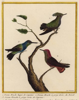 Различные колибри (из Table des Planches Enluminées d'Histoire Naturelle de M. D'Aubenton (фр.). Утрехт. 1783 год (лист 227))