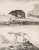 Водяная землеройка и её скелет (лист XI иллюстраций к восьмому тому знаменитой "Естественной истории" графа де Бюффона, изданному в Париже в 1760 году)