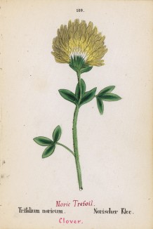Клевер норикский (Trifolium noricum (лат.)) (лист 109 известной работы Йозефа Карла Вебера "Растения Альп", изданной в Мюнхене в 1872 году)