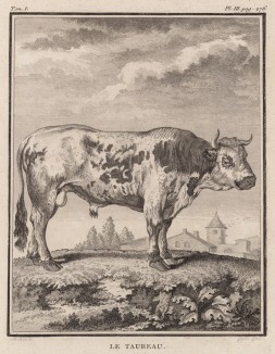 Бык (лист III иллюстраций к первому тому знаменитой "Естественной истории" графа де Бюффона, изданному в Париже в 1749 году)