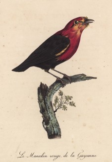 Оранжевогорлый манакин из Гайаны (лист из альбома литографий "Галерея птиц... королевского сада", изданного в Париже в 1822 году)
