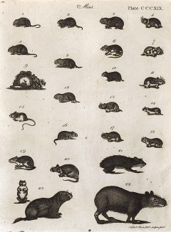 Двадцать два грызуна: от мыши до капибары. Encyclopaedia Britannica, л.CCCXIX. Лондон, 1795