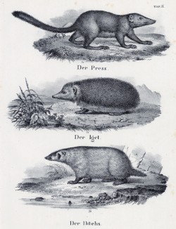 Кто-то, ёжик и барсук (лист 11 первого тома работы профессора Шинца Naturgeschichte und Abbildungen der Menschen und Säugethiere..., вышедшей в Цюрихе в 1840 году)