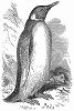 Крупный королевский пингвин, уступающий в величине только императорскому пингвину -- открытие Сэра Джеймса Кларка Росса (1800 -- 1862 гг.), английского  моряка, исследователя полярных районов (The Illustrated London News №95 от 24/02/1844 г.)