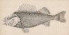 Мышечная система обыкновенного окуня (Muscles of the common perch (англ.)) (лист 31 XXIX тома "Библиотеки натуралиста" Вильяма Жардина, изданного в Эдинбурге в 1835 году