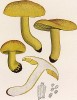 Зеленушка, или рядовка зелёная, она же зелёнка, Tricholoma equestre L. (лат). Съедобный гриб, но при употреблении большого количества может быть опасен. Дж.Бресадола, Funghi mangerecci e velenosi, т.I, л.24. Тренто, 1933