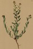 Крылотычинник скальный (Aethiomena saxatile (лат.)) (из Atlas der Alpenflora. Дрезден. 1897 год. Том II. Лист 144)
