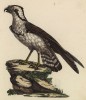 Американский скопа (Pandion Americanus (лат.)) -- птица семейства ястребиные (лист из альбома литографий "Галерея птиц... королевского сада", изданного в Париже в 1822 году)