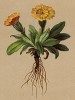 Скерда гривастая (Crepis jubata (лат.)) (из Atlas der Alpenflora. Дрезден. 1897 год. Том V. Лист 492)